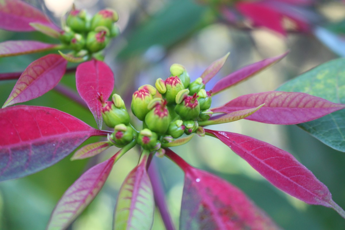 Euphorbia pulcherrima Willd. ex Klotzsch